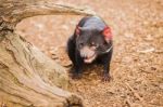 Tasmanian Devil In Hobart, Tasmania Stock Photo