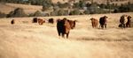 Cute Cows In The Countryside During The Day Stock Photo