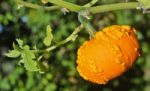 Small Yellow Pumpkin Stock Photo