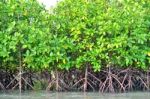 Mangrove Plants Stock Photo