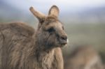 Kangaroo Outside Stock Photo