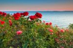 Garden of red roses at Sea Stock Photo