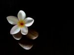 Beautiful Plumeria Flower And Stone On Black Background Stock Photo