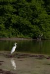 Heron Stock Photo