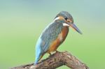 Common Kingfisher Stock Photo