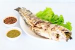 Grilled Salted Catfish Stock Photo