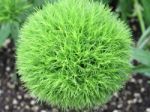 Close Up Of Green Bushy Plant Stock Photo