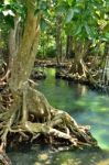 Mangrove Forests Stock Photo