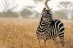 Zebra In Serengeti National Park Stock Photo