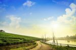 Tea Field At Chiangrai Thailand Stock Photo