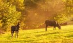 Cow And Horse On The Mountains Hills Stock Photo