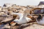 Nazca Booby In Galapagos Stock Photo