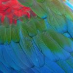 Greenwinged Macaw Feathers Stock Photo