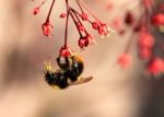 Bee Collection Pollen Stock Photo