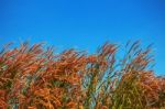 Beautiful Grass Withthe Blue Sky Stock Photo