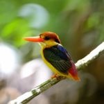 Black-backed Kingfisher Stock Photo