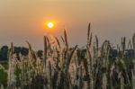 Wild Grasses In Sunset Time Stock Photo