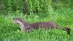 Eurasian Otter (lutra Lutra) Stock Photo