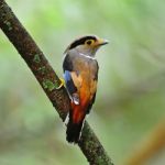 Female Silver-breasted Broadbill Stock Photo