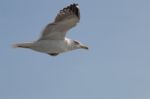 Seagull In The Sky Stock Photo