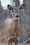 Beautiful Picture With The Cute Deer In The Forest Stock Photo