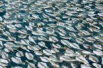 Dried Fish Stock Photo