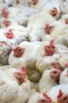 Sick Chicken Or Sad Chicken In Farm,epidemic, Bird Flu, Health Problems Stock Photo