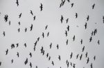 Large Flock Of Seagulls Stock Photo