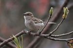 A Thoughtful Sparrow Stock Photo