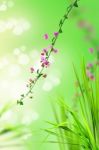 Pink Floral And Fresh Grass Stock Photo