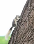 Eastern Gray Squirrel On A Tree Stock Photo