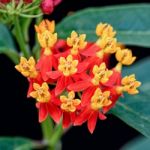 Asclepias Curassavica Flower Stock Photo