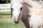 Portrait White   Horse In The Meadow Stock Photo