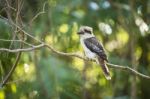 Kookaburra Gracefully Sitting In A Tree Stock Photo