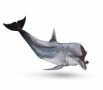 Full Body Of Sea Dolphine Isolated White Background Stock Photo