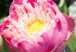 Lotus Flower Or Waterlily With Sunlight Stock Photo