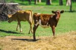 Country Calves In Queensland Stock Photo