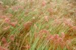 Grassland Stock Photo