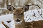 Beautiful Image Of A Wild Deer In The Snowy Forest Stock Photo