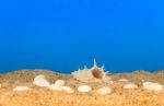 Minimalist Background Representing The Summer With Snails Clams Goggles And Sand On Celestial Stock Photo