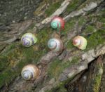 Painted In Snail Shell Stock Photo