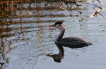 Great Crested Grebe  (podiceps Cristatus) Stock Photo