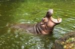 Hippopotamus Open Mouth In Water Stock Photo