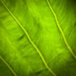 Green Leaf Background Stock Photo