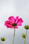 Colorful Cosmos Flower Blooming In The Field Stock Photo