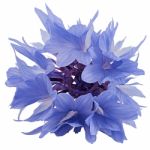 Blue Cornflower Stock Photo