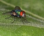 Green Bottle Fly Stock Photo