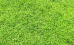 Green Grass Stock Photo