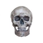 Human Skull Isolate On White Background Stock Photo