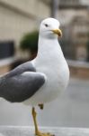 Seagull Bird Stock Photo